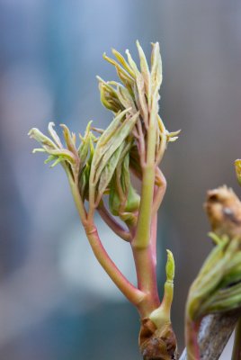Paeonia suffruticosa - pivoňka keřovitá - list jaro